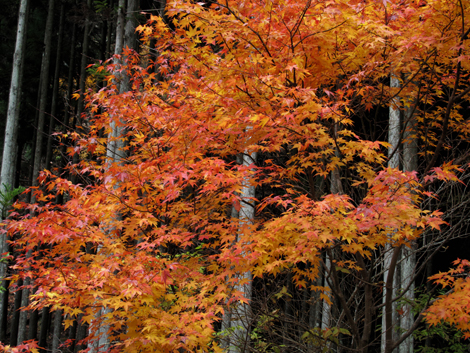 20131124hike (61)